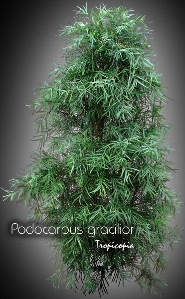 Feuillage - Podocarpus gracilior - Podocarpe chinois, Pin Africain, Pin bouddhiste - African fern pine, Buddhist pine